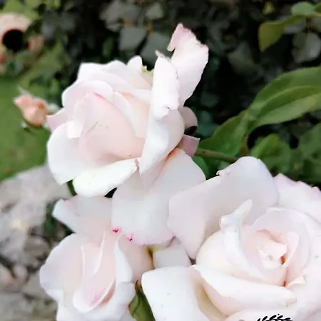 Dreams - Katelios,santa Barbara Lägenhet Kateleios